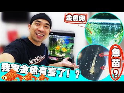 金魚懷孕怎麼看|如何分辨金魚是否懷孕，金魚怎麼繁殖